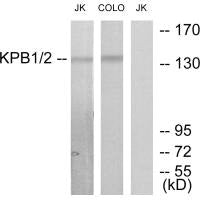 PHKA1 Antibody