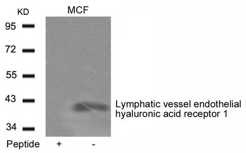 LYVE1 Antibody
