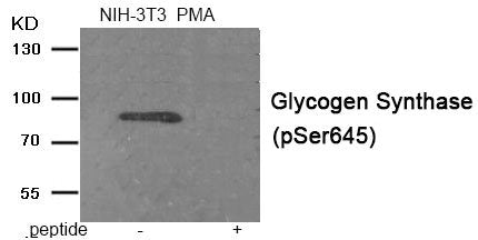 Phospho-GYS1 (Ser645) Antibody