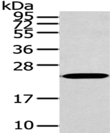 ARL2 Antibody