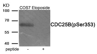 Phospho-CDC25B (Ser353) Antibody