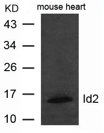 ID2 Antibody