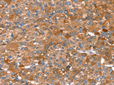 REC8 Antibody