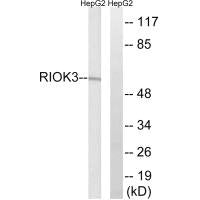 RIOK3 Antibody