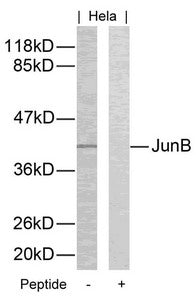 JUNB (Ab-259) Antibody