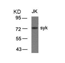 SYK (Ab-323) Antibody