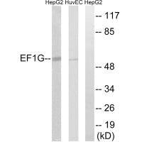 EEF1G Antibody