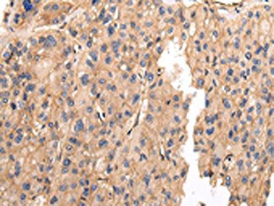 VAMP5 Antibody