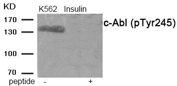 Phospho-ABL1 (Tyr245) Antibody