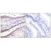CCNA1 Antibody