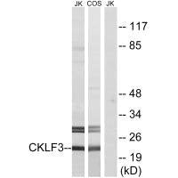 CMTM3 Antibody