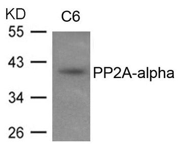 PPP2CA Antibody