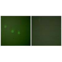 POU2F2 Antibody