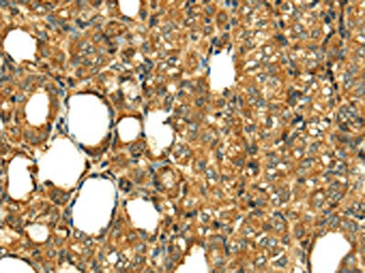 RLN1 Antibody