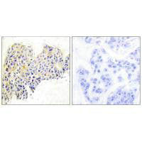 HSP90AB1 (Ab-254) Antibody