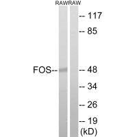 FOS (Ab-232) Antibody