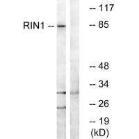 RIN1 Antibody