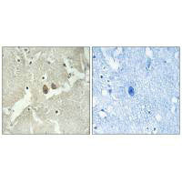 NSG2 Antibody