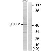 UBFD1 Antibody