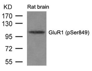 Phospho-GRIA1 (Ser849) Antibody