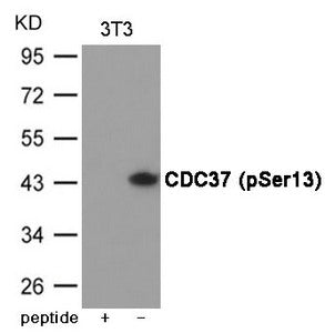 Phospho-CDC37 (Ser13) Antibody