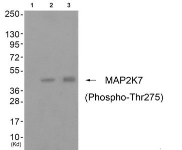 Phospho-MAP2K7 (Thr275) Antibody