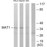 MNAT1 Antibody