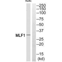 MLF1 Antibody