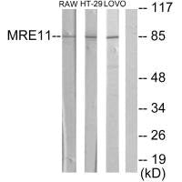 MRE11A Antibody