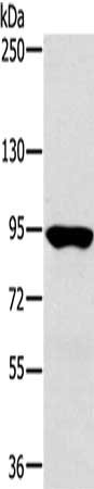 RNF214 Antibody