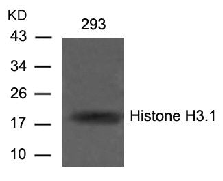 Histone H3.1 (Ab-10) Antibody