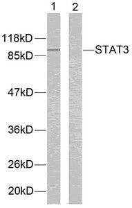 STAT3 (Ab-705) Antibody