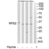 RPS2 Antibody