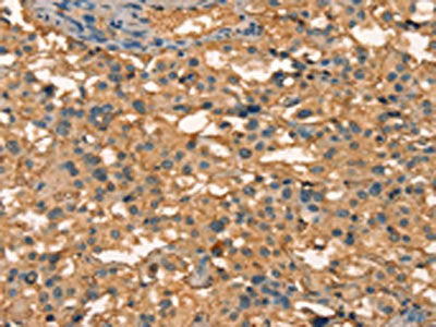 APC Antibody