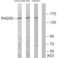 RAD50 Antibody