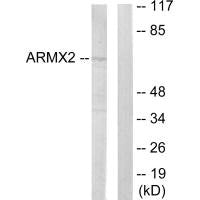 ARMCX2 Antibody