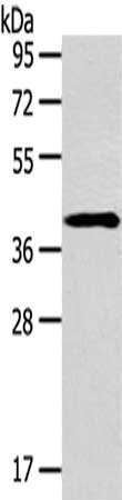 SERPINA3 Antibody