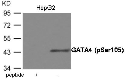 Phospho-GATA4 (Ser105) Antibody