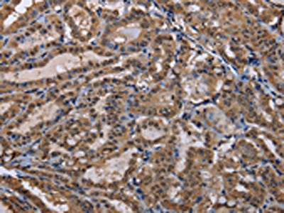 CUL3 Antibody