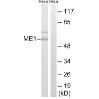 ME1 Antibody