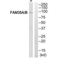 FAM35AFAM35/B Antibody