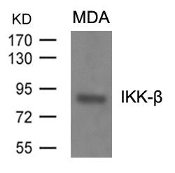 IKBKB (Ab-199) Antibody
