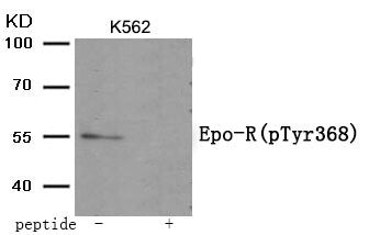 Phospho-EPOR (Tyr368) Antibody