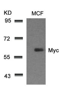 MYC (Ab-58) Antibody