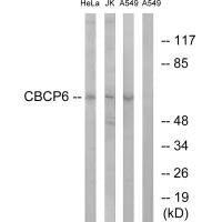 AGBL4 Antibody