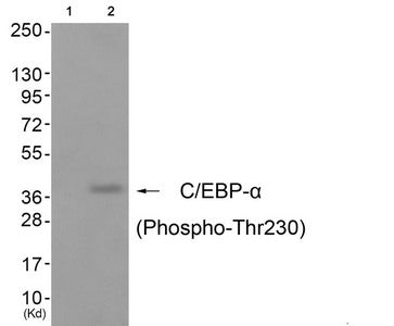 Phospho-CEBPA (Thr230) Antibody