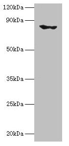 EHHADH Antibody