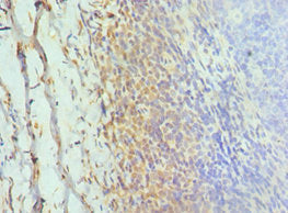 GOLGA2 Antibody