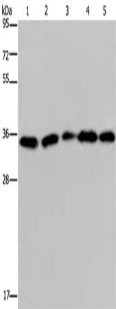OCIAD1 Antibody
