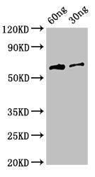 HA Antibody